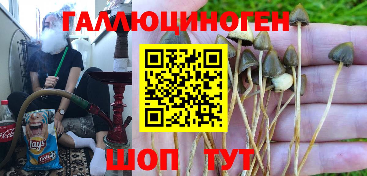 Галлюциногенные грибы Psilocybe Владикавказ